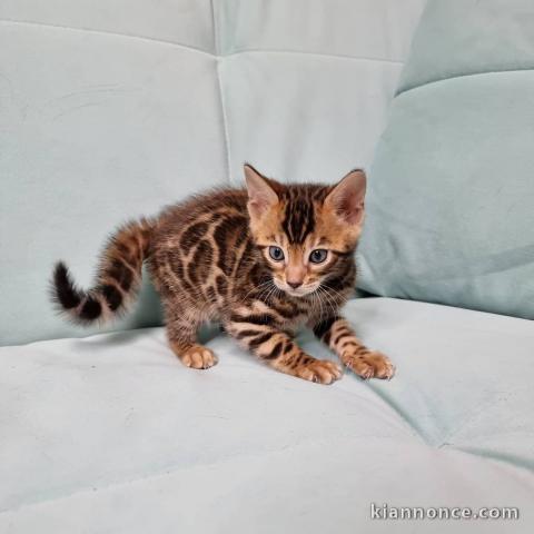 Adorable chaton Bengal