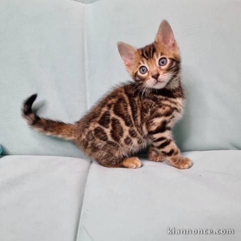 Adorable chaton Bengal donner contre bons soins