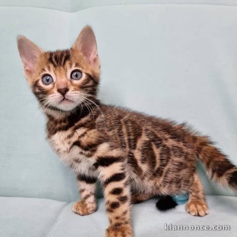 Adorable chaton Bengal à donner contre bons soins