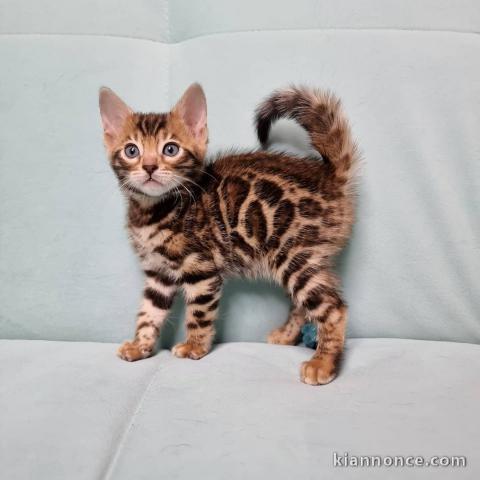 Adorable chaton Bengal à donner gratuitement