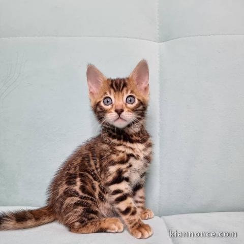 Adorable chaton Bengal à donner gratuitement