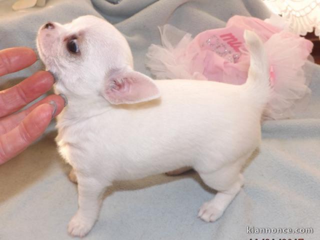 chiot chihuahua pure race disponible