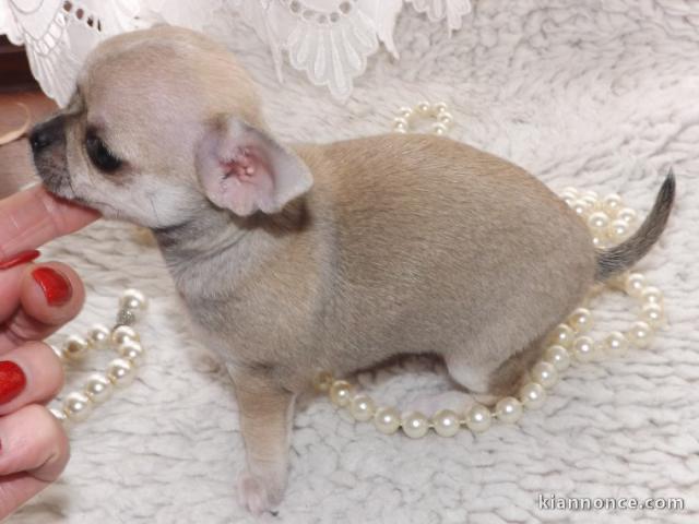 chiot chihuahua en parfait santer