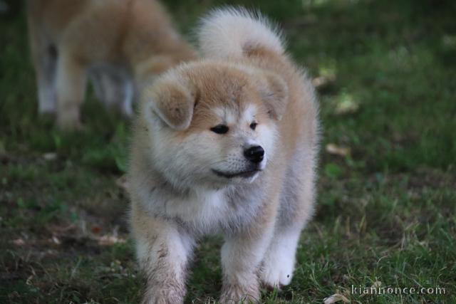 Magnifique  chiot Akita Inu à donne 