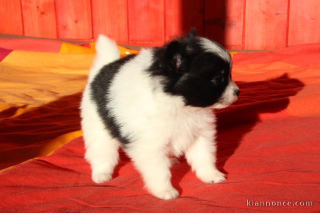 Magnifique chiot Spitz nain à donner 