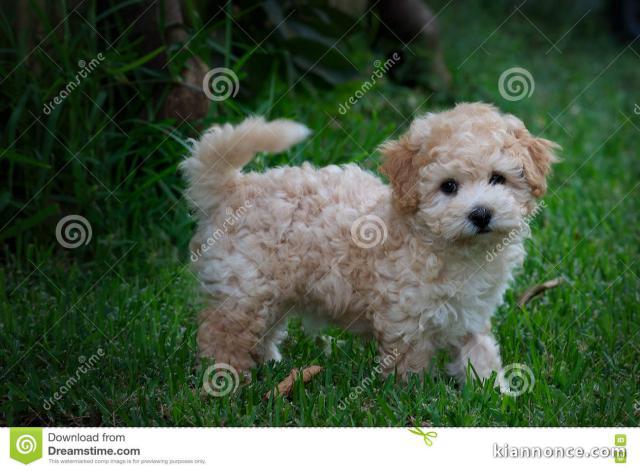  Magnifique  chiot Caniche  à donner 