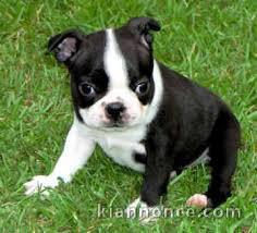 Magnifique  chiot Boston terrier à donner