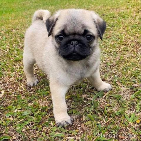 Don Chiot Bouledogue français