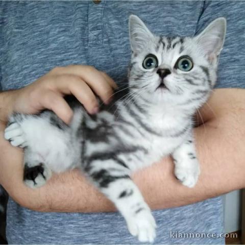 Deux chatons British shorthair