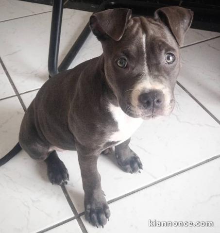 Magnifiques chiots staffie