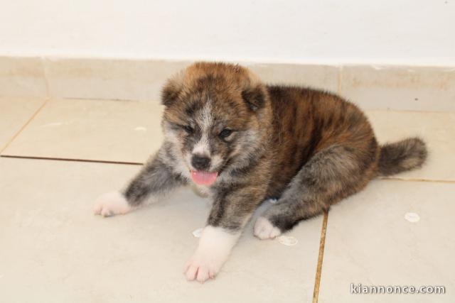 Donation du Chiot Akita Inu