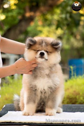 Donation du Chiot Akita Inu