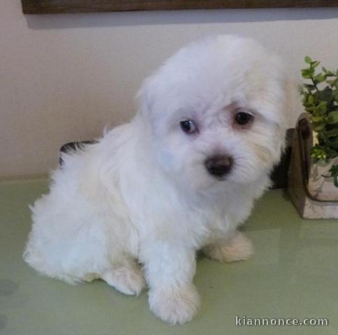 bichon maltais pour adoption