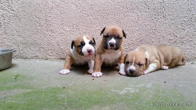 Adoption du Chiot American Staffordshire Terrier