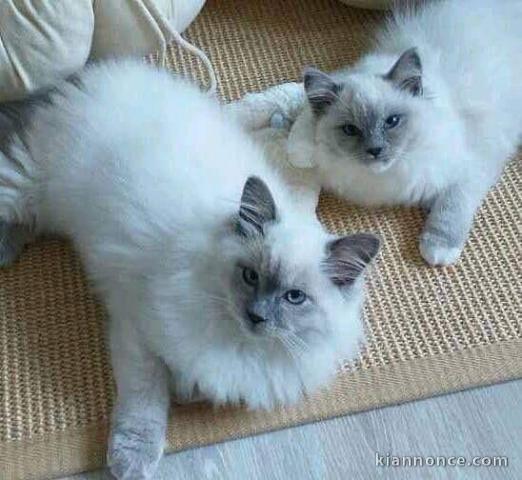 Magnifique chaton Ragdoll 