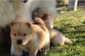 adorable chow chow contre bon soin