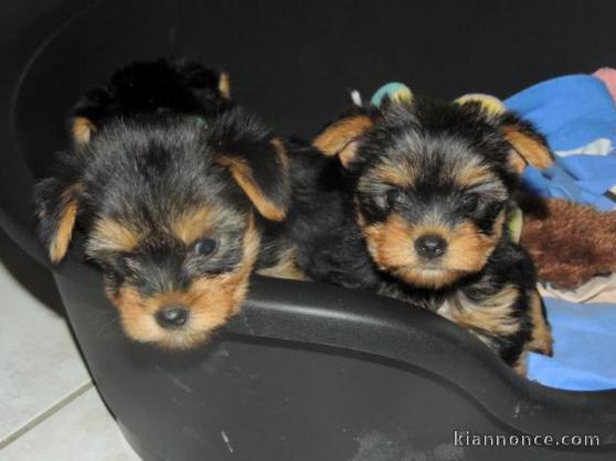 yorkshire terrier disponible