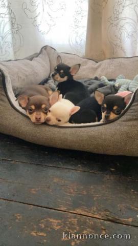 Disponible de suite chiot chihuahua