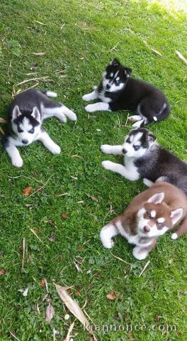 magnifique chiot husky disponible 