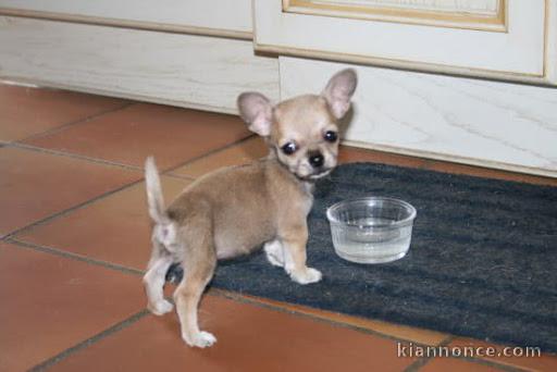 chiot chihuahua pour adoption