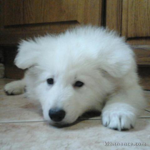 berger blanc suisse pour famille 