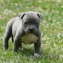 Adoption du Chiot American Staffordshire Terrier