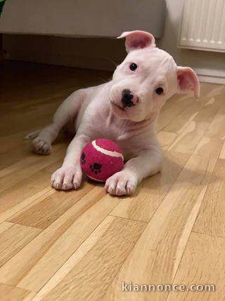 Adoption du Chiot American Staffordshire Terrier