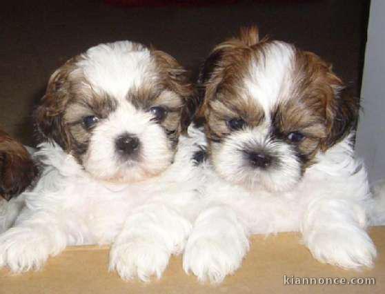 chiot shih tzu disponible