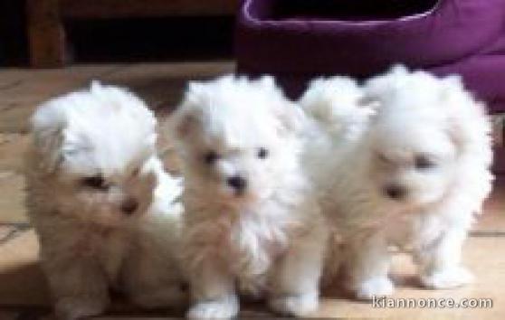 chiot bichon maltais pour adoption