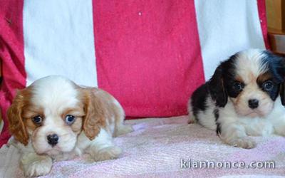 chiot cavalier king pour adoption