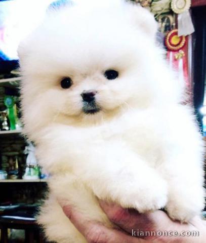 TRÈS PETIT CHIOT SPITZ NAIN CONTRE BON SOINS