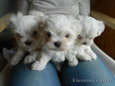 chiots bichons pour famille