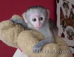 Adorable Singe Capuchin.