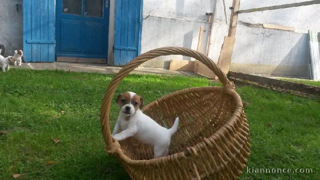 Chiot type Jack Russel à donner