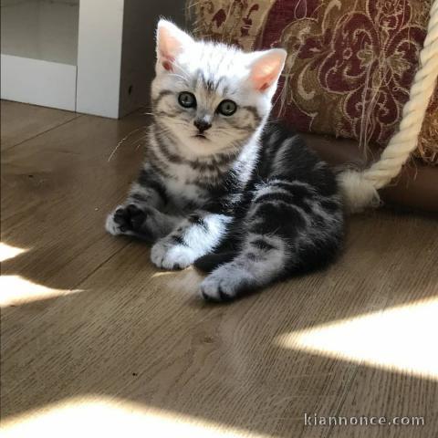 chatons british shorthair