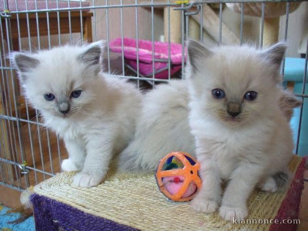 Chaton sacrée de Birmanie 