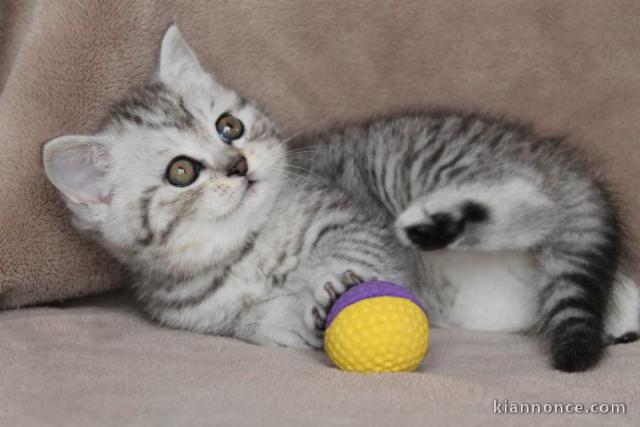 chatons british shorthair