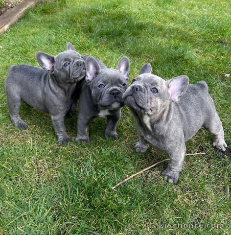  chiots bouledogue français  A DONNER 