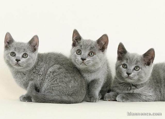  Sublimes Chatons Chartreux Pure Race Pedigree