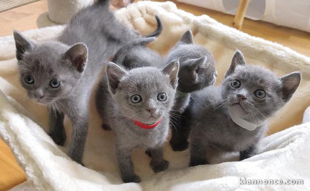 Adorables chatons Bleu Russe