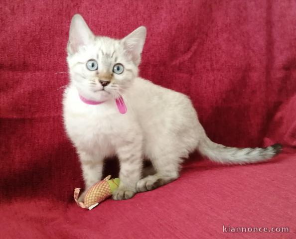 Chatons Snow Bengal LOOF DISPO DE SUITE 