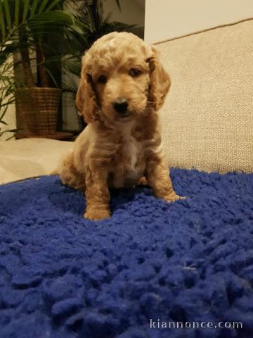 Adorable Male Cockapoos