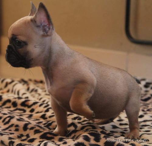 Chiots Bouledogue français a donner 