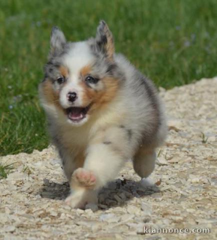 Chiots Berger Australien A?DONNER 