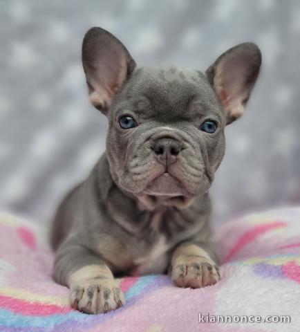 Chiots Bouledogues Français Bleus