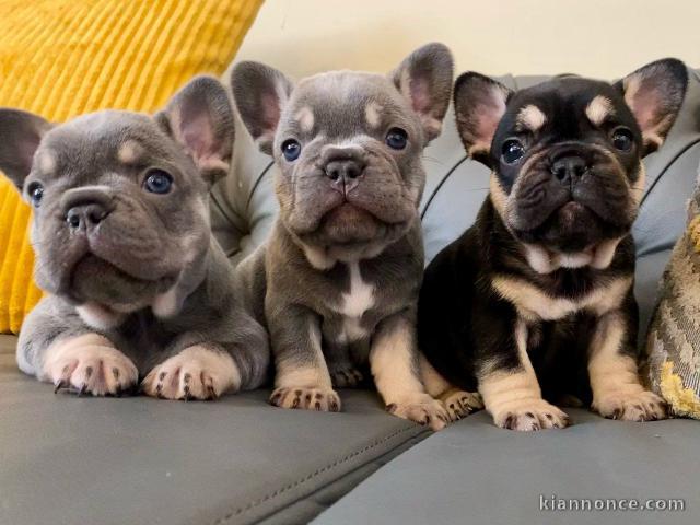  Chiots bouledogue français A DONNER 