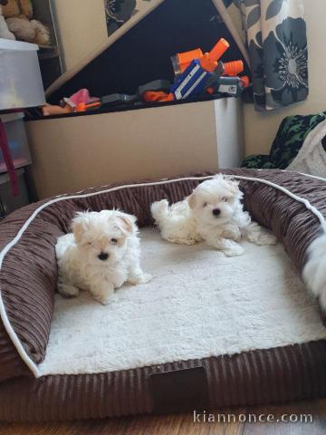 Les jolies chiots bichon maltais a donner contre bons soins.