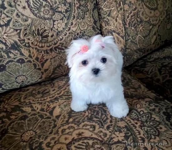 Disponible jolie petite femelle chiot bichon maltais pour adoptio