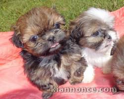 chiot shih tzu en don