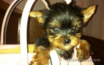 yorkshire terrier disponible